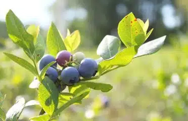 Jubilee Orchards